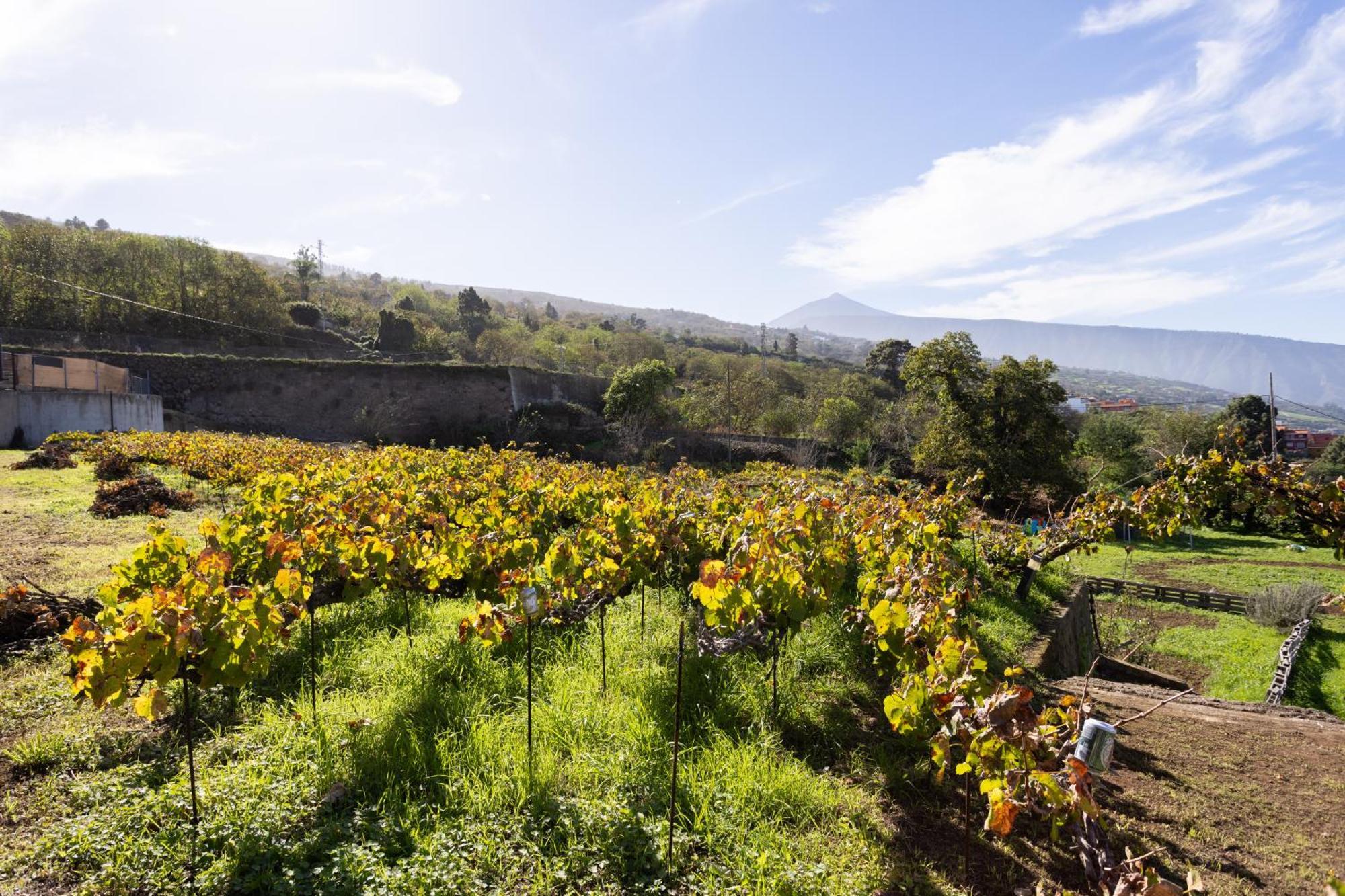 Ek Las Vistas Finca El Milagro Ла Оротава Екстериор снимка