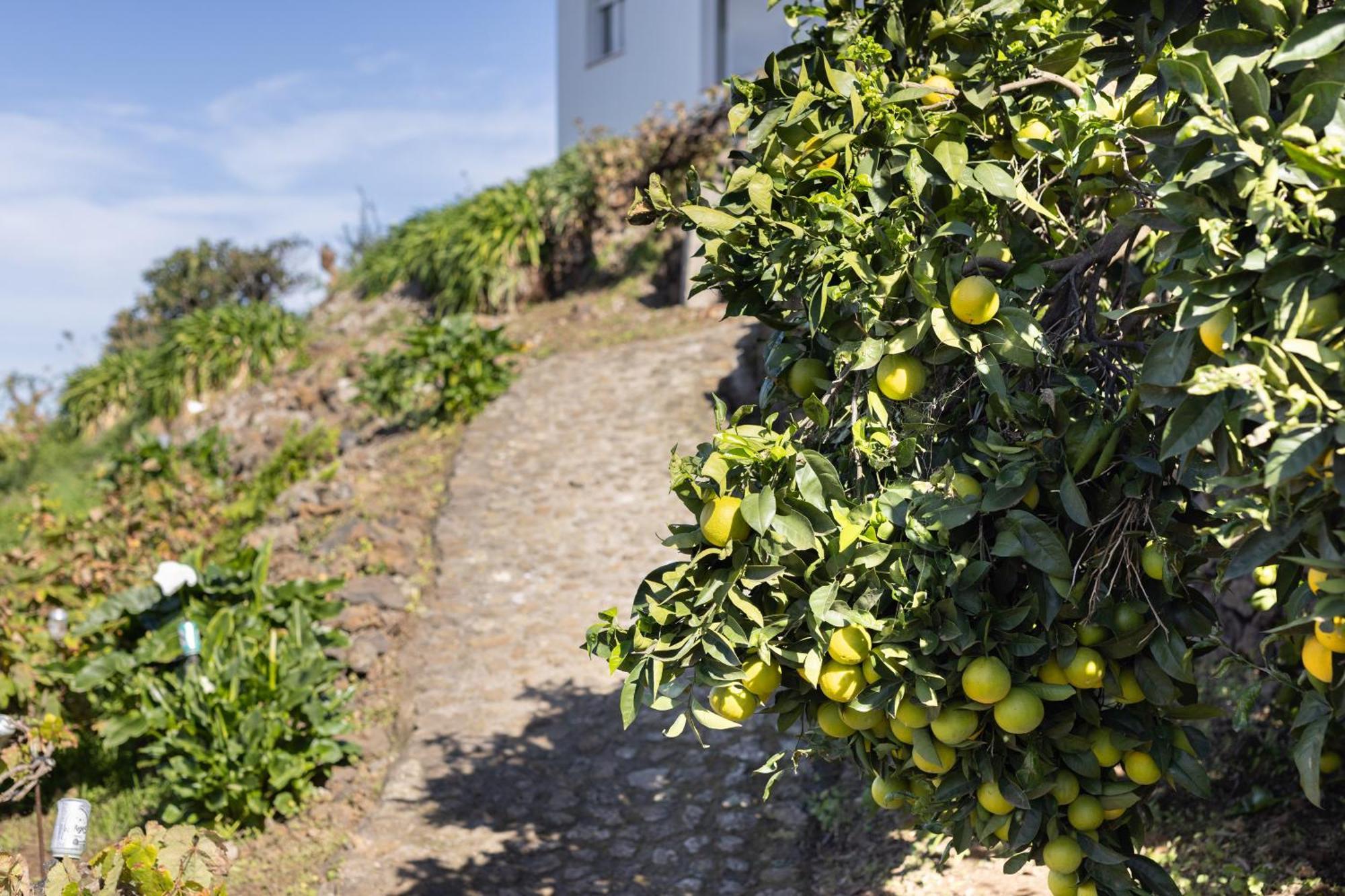 Ek Las Vistas Finca El Milagro Ла Оротава Екстериор снимка